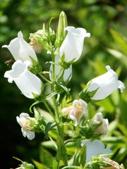 Семена цветов колокольчика среднего, 3 г, белый