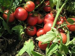 Семена томата (помидора) Тарпан F1