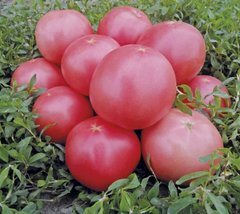 Семена томата (помидора) Пинк Свитнес F1, 500 шт