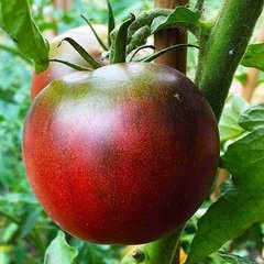 Насіння томату (помідора) Чорний принц