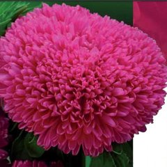 Семена цветов астры Балун, 1 г, темно-розовый