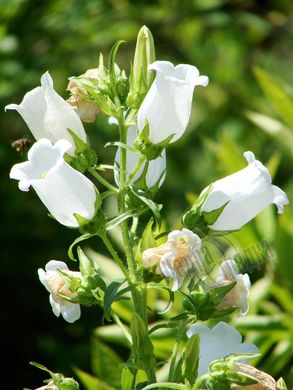 Семена цветов колокольчика среднего, 3 г, белый