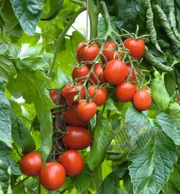 Насіння томату (помідора) Беніто F1