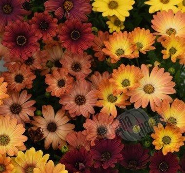Насіння квітів остеоспермума Еклона Акіла F1