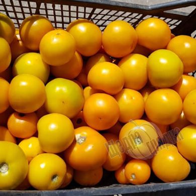 Насіння томату (помідора) Єллоу Болл F1, 250 шт