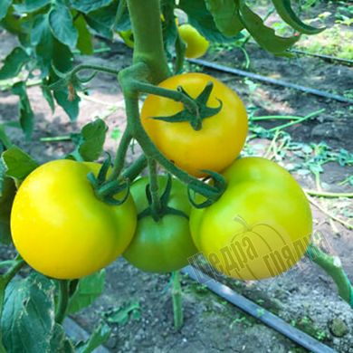 Насіння томату (помідора) Єллоу Болл F1, 250 шт