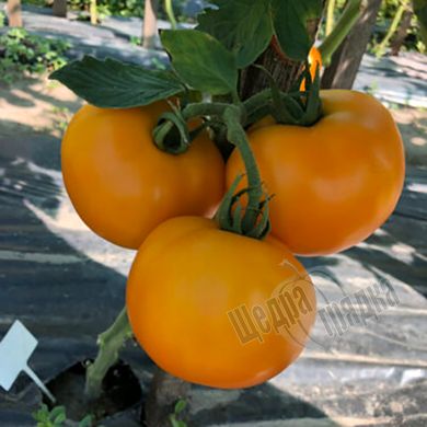 Семена томата (помидора) Еллоу Болл F1, 250 шт