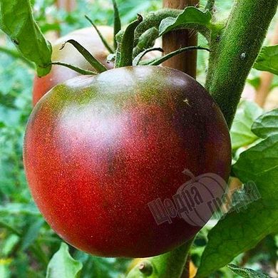 Семена томата (помидора) Черный принц