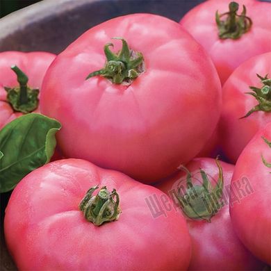 Семена томата (помидора) Микадо розовый, 0,1 г