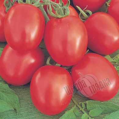 Насіння томату (помідора) Беніто F1