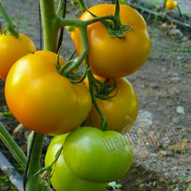 Семена томата (помидора) Еллоу Болл F1, 250 шт