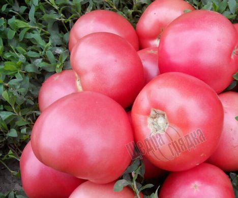 Насіння томату (помідора) Пінк Світнес F1, 500 шт
