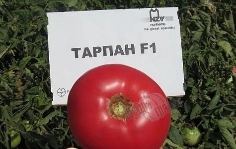 Насіння томату (помідора) Тарпан F1, 10 шт