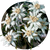 Семена цветов эдельвейса