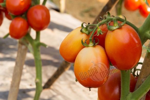 Насіння томату (помідора) Чіблі F1, 20 шт