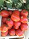 Насіння томату (помідора) Кафа F1