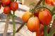 Семена томата (помидора) Чибли F1, 20 шт