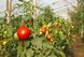 Насіння томату (помідора) Тарпан F1, 10 шт