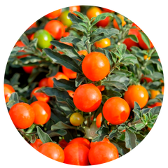 Добрива для томатів та пасльонових