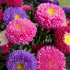 Насіння квітів айстри Принцеса Бенарі, 30 шт, суміш