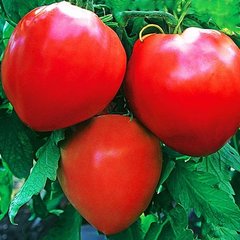Семена томата (помидора) Бычье сердце красный