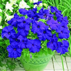 Семена цветов петунии грандифлоры Шторм F1, 1000 шт (драже), синий