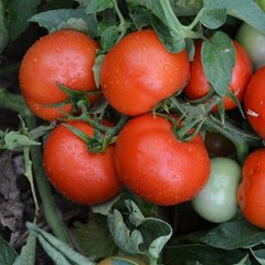 Насіння томату (помідора) Імпала F1
