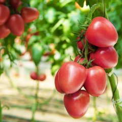 Семена томата (помидора) Конго F1, 250 шт