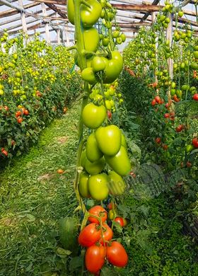 Семена томата (помидора) Конго F1, 250 шт