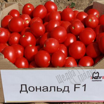 Насіння томату (помідора) Дональд F1, 1000 шт