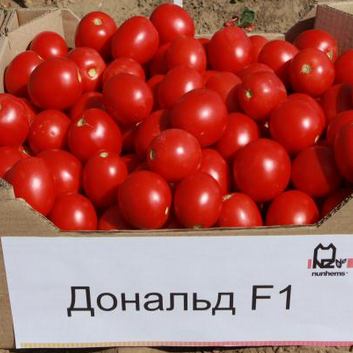 Насіння томату (помідора) Дональд F1, 1000 шт