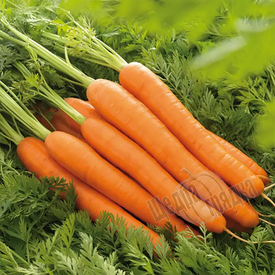 Семена моркови Лагуна F1, 1 г.