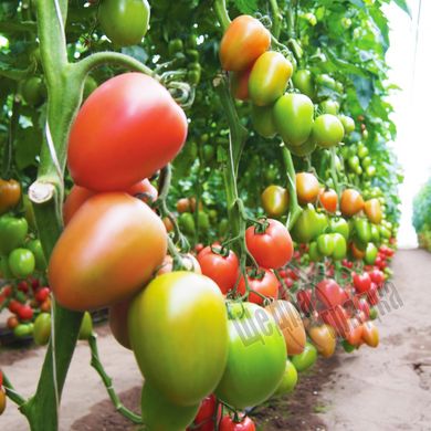 Насіння томату (помідора) Конго F1, 250 шт