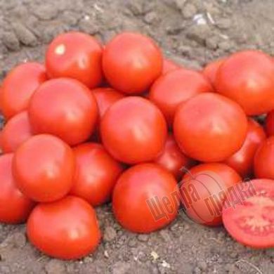 Насіння томату (помідора) Дональд F1, 1000 шт