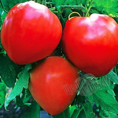 Насіння томату (помідора) Волове серце червоний