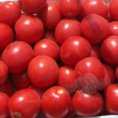 Насіння томату (помідора) Дональд F1