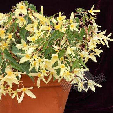 Насіння квітів бегонії болівійської Копакабана F1, 100 шт (драже), жовтий