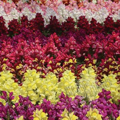 Насіння квітів антиринуму Снапшот, 1000 шт, мікс