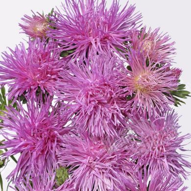 Семена цветов астры Валькирия, 2 г, розовый