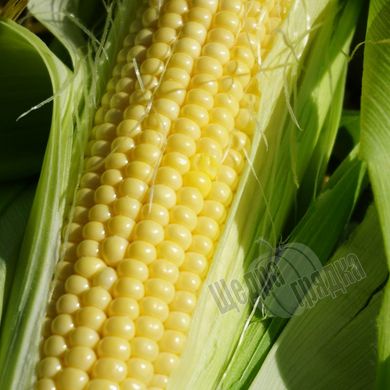 Семена кукурузы Оверленд F1, 20 шт