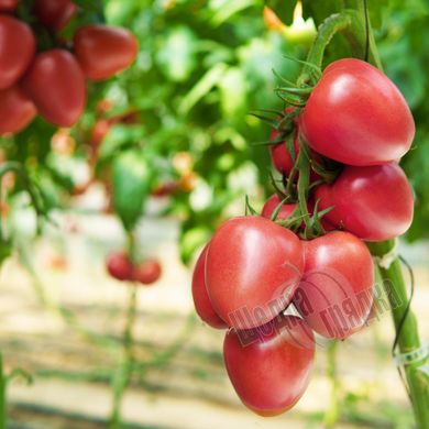 Насіння томату (помідора) Конго F1, 250 шт