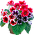 Семена цветов глоксинии
