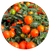 Добрива для томатів та пасльонових