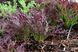 Насіння салату Мізуна червона (Hem Zaden B.V.), 0,5 г