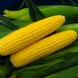 Семена кукурузы Спирит F1, 0,5 кг.
