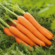 Семена моркови Лагуна F1, 1 г.