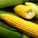 Семена кукурузы Спирит F1, 0,5 кг.