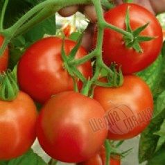 Семена томата (помидора) Ричи F1