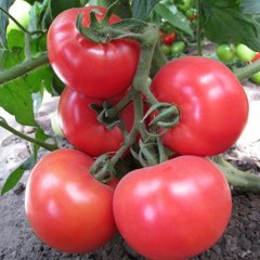 Насіння томату (помідора) Кітару (KS 14) F1