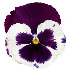 Насіння квітів віоли віттроки Інспаєр Делюкс F1, 100 шт, білий з фіолетовим крилом